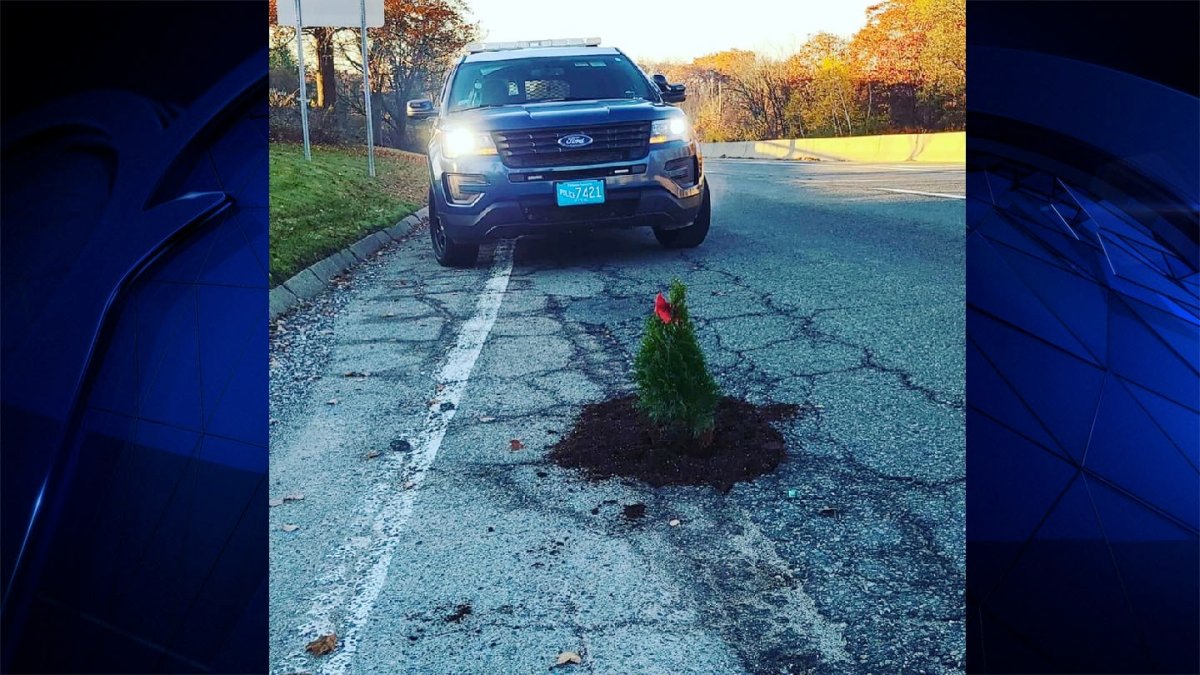 Potholes in North Attleboro Repurposed as Pine Tree Planters NBC Boston