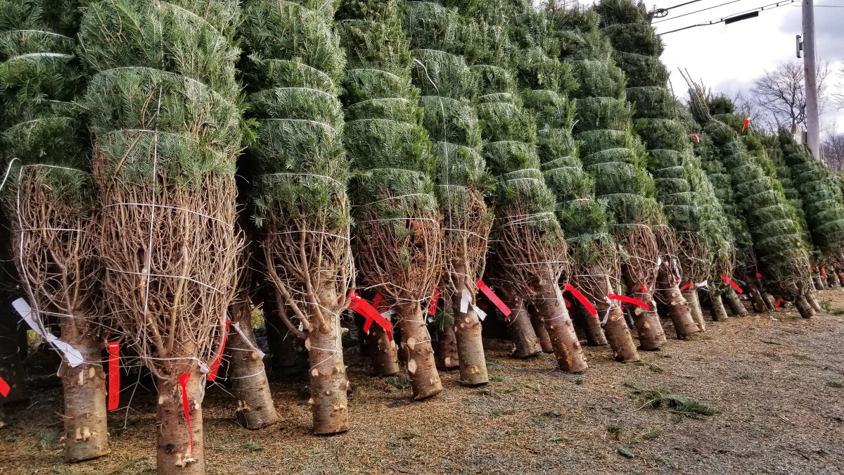 Local Christmas Tree Farms Having Strong Year for Sales Amid Pandemic ...