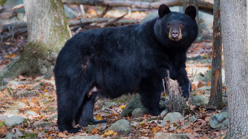 Black Bear