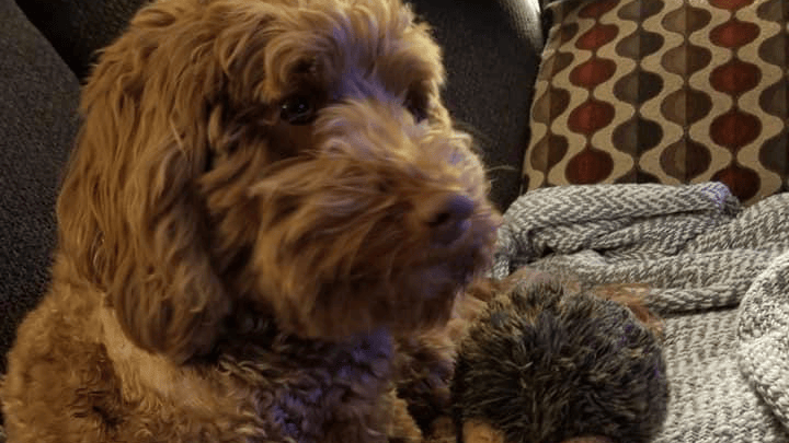 Fisher Cat Attacks Dog in Backyard in Centerville, Mass. – NBC Boston - Vimarsana News