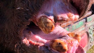 This 2020 photo provided by the Wyoming Game and Fish Department shows the worn, mostly toothless jaw of Grizzly 168