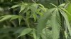 Rhode Island Begins Recreational Marijuana Sales