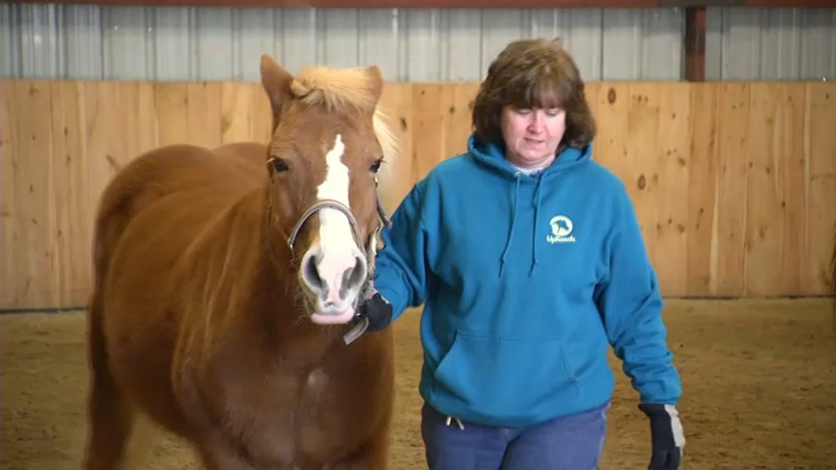 Free Horse Therapy Program for First Responders in NH NBC Boston
