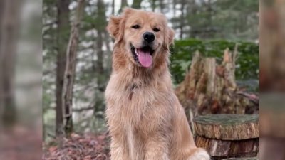 Vermont Dog Owner Saved From Raging Rapids, Pet Still Missing – NBC Boston