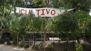 Marijuana plants grow at a makeshift camp outside of the Senate building in Mexico City, Thursday, Nov. 19, 2020. Mexican marijuana activists have been camping outside the Senate since February of this year, growing a crop of marijuana plants and smoking it as a way to pressure the government into legalizing recreational cannabis.