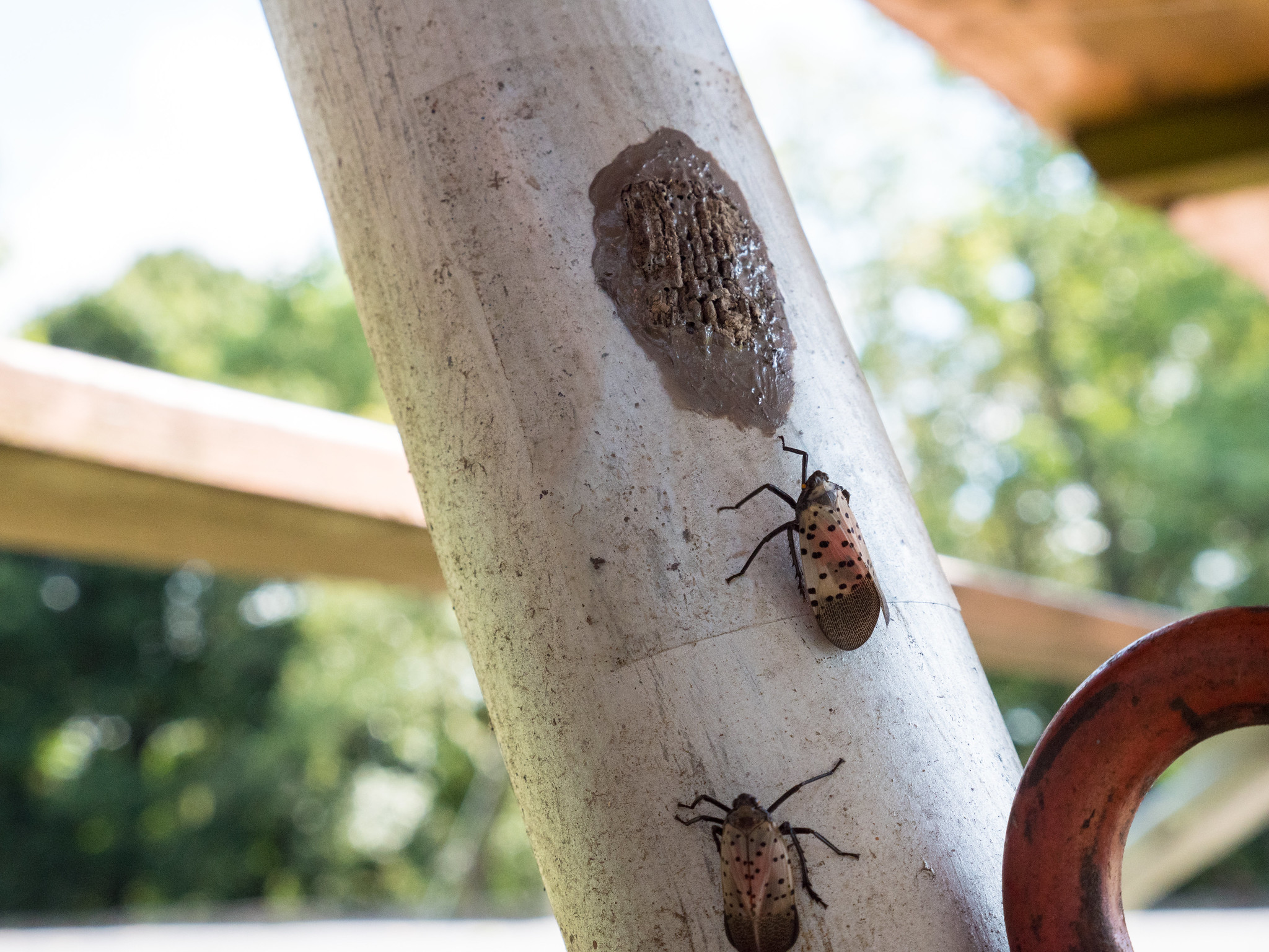 Spotted lanternfly: MA urges residents to kill invasive insect – NBC Boston