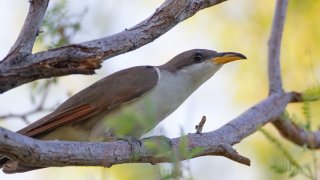 FILE - In this July 8, 2019, file photo provided by the United States Fish and Wildlife Service, shows a yellow-billed cuckoo. U.S. wildlife managers have set aside vast areas across several states as habitat critical to the survival of a rare songbird that migrates each year from Central and South America to breeding grounds in Mexico and the United States. The U.S. Fish and Wildlife Service announced the final habitat designation for the western yellow-billed cuckoo on Tuesday, April 20, 2021.