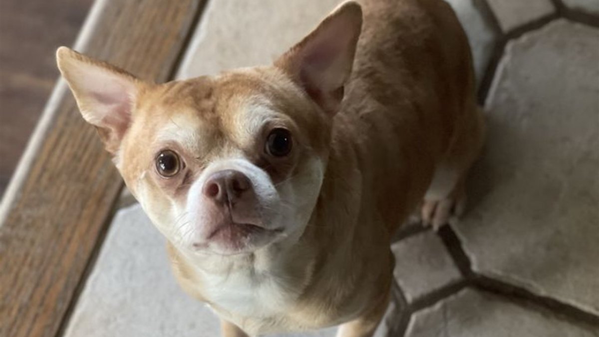Prancer, the ‘Demonic’ Chihuahua That Went Viral, Finds His Forever