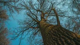 A file photo of a tree in New England in early spring.