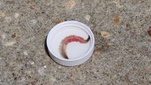 Photo gives an close up look at the species of clamworms swarming off the coast of South Carolina.