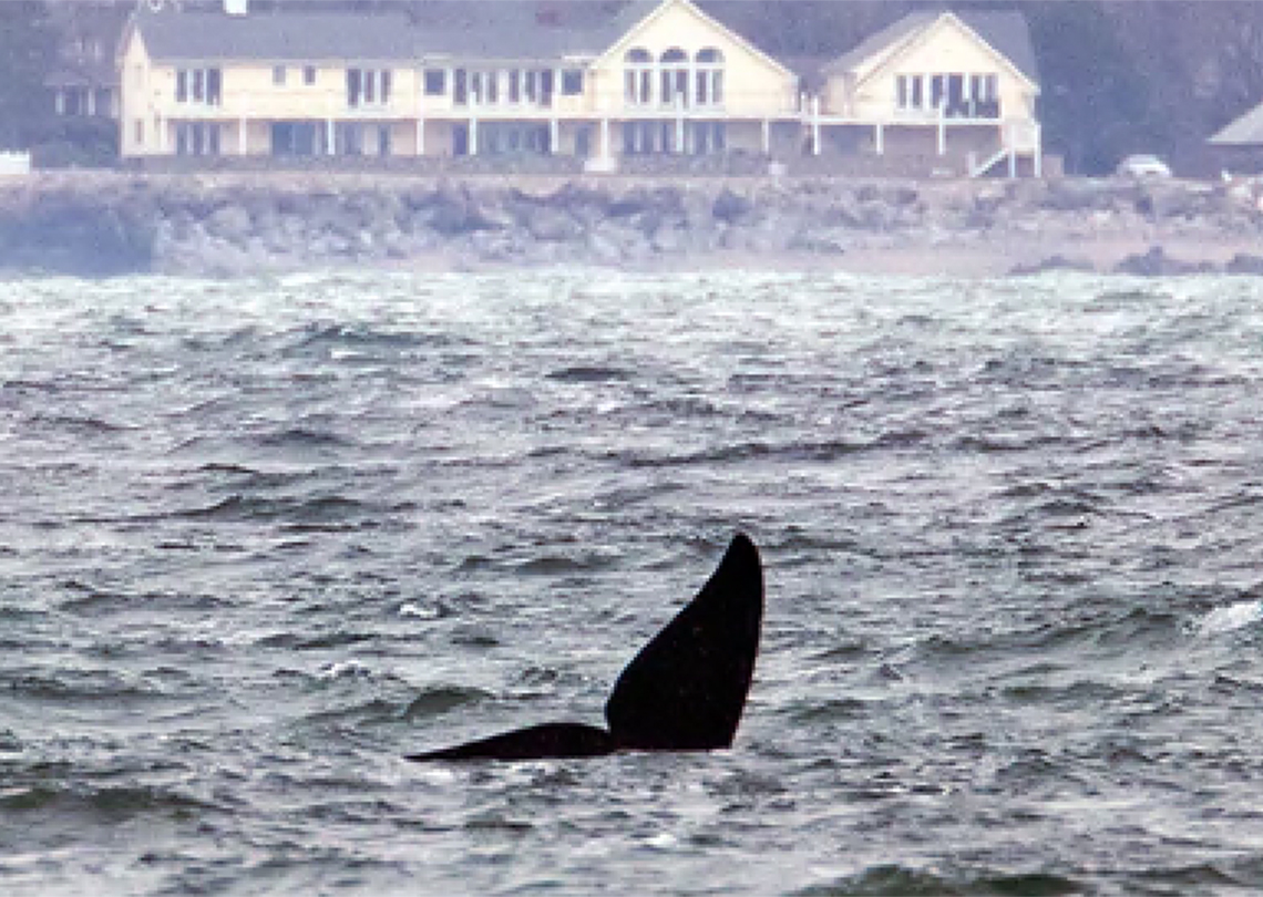 Rare Whales Spotted Off Boston; Caution Urged – NBC Boston