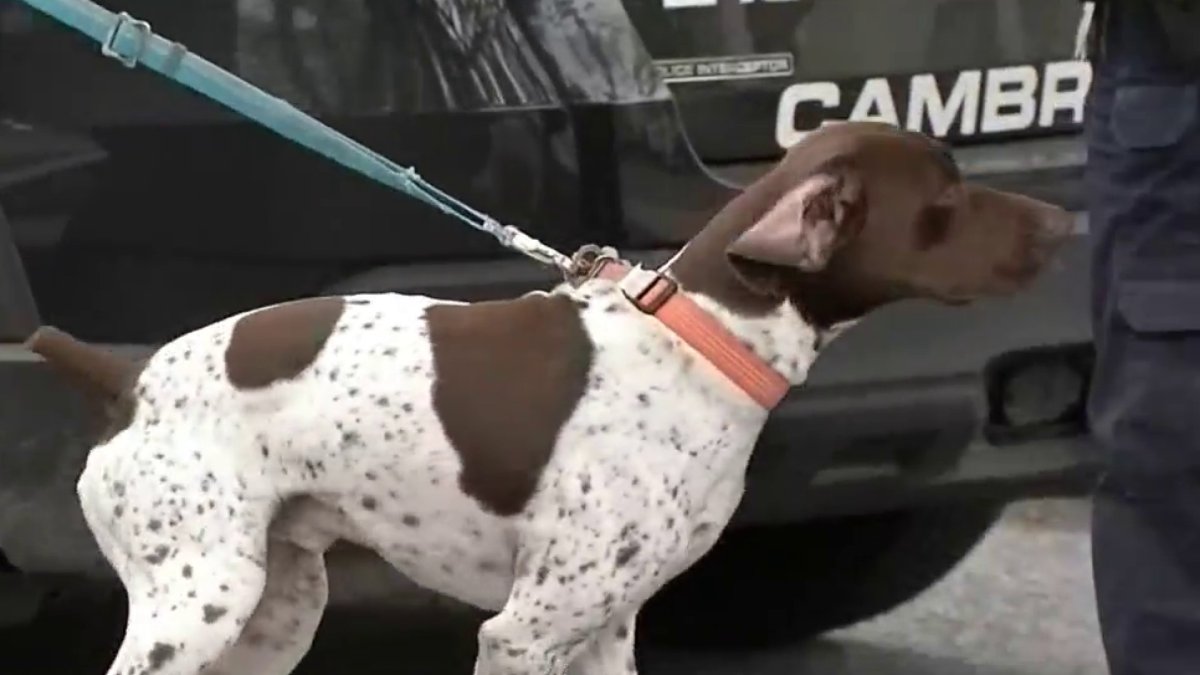 Man Accused of Stealing Dog From Car – NBC Boston
