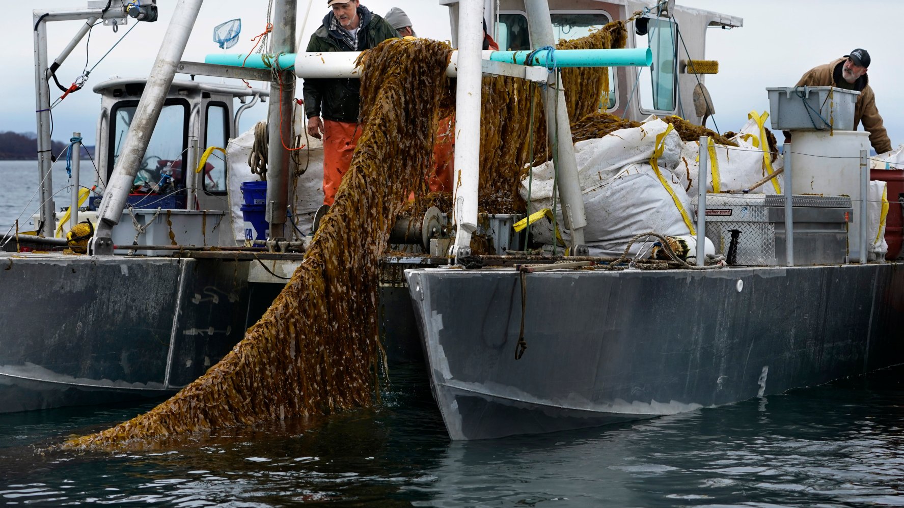 Maine Seaweed Growers to Break State Records this Spring – NBC Boston