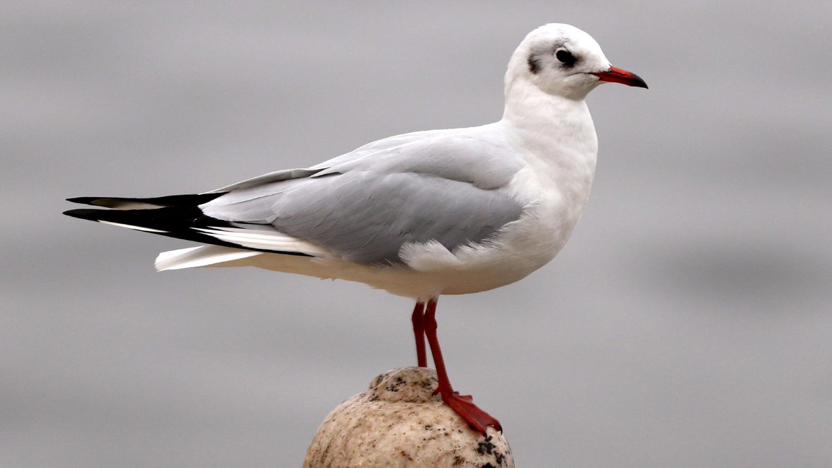 Dead bird found on Nahant Beach, authorities say avian influenza suspected – NBC Boston