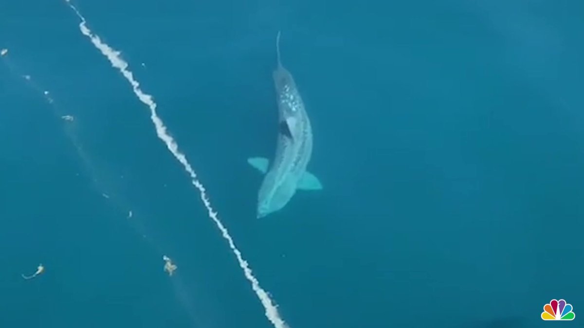 Giant Shark Swims Next to Ship Caught on Camera – NBC Boston