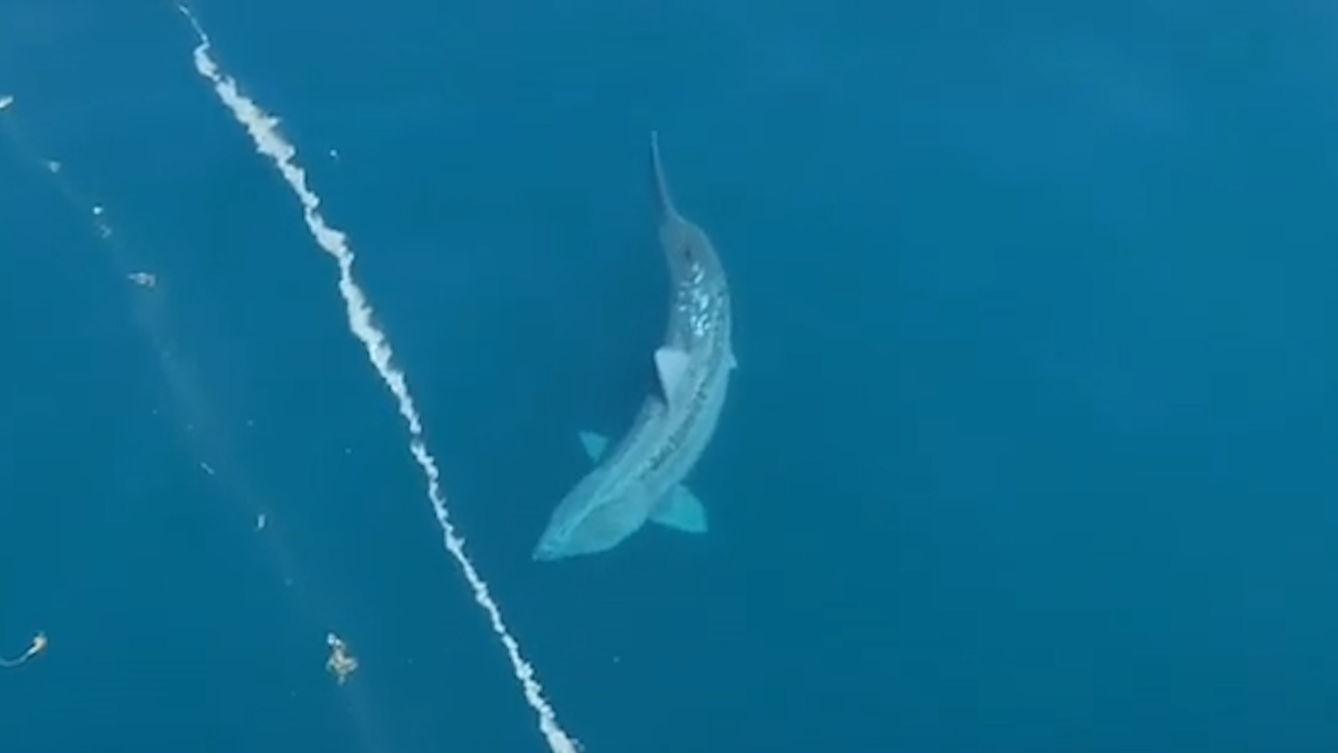 biggest shark in the world ever caught on video