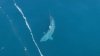 ‘Is That a Megalodon?' Massive Shark Caught on Camera Off New England Coast