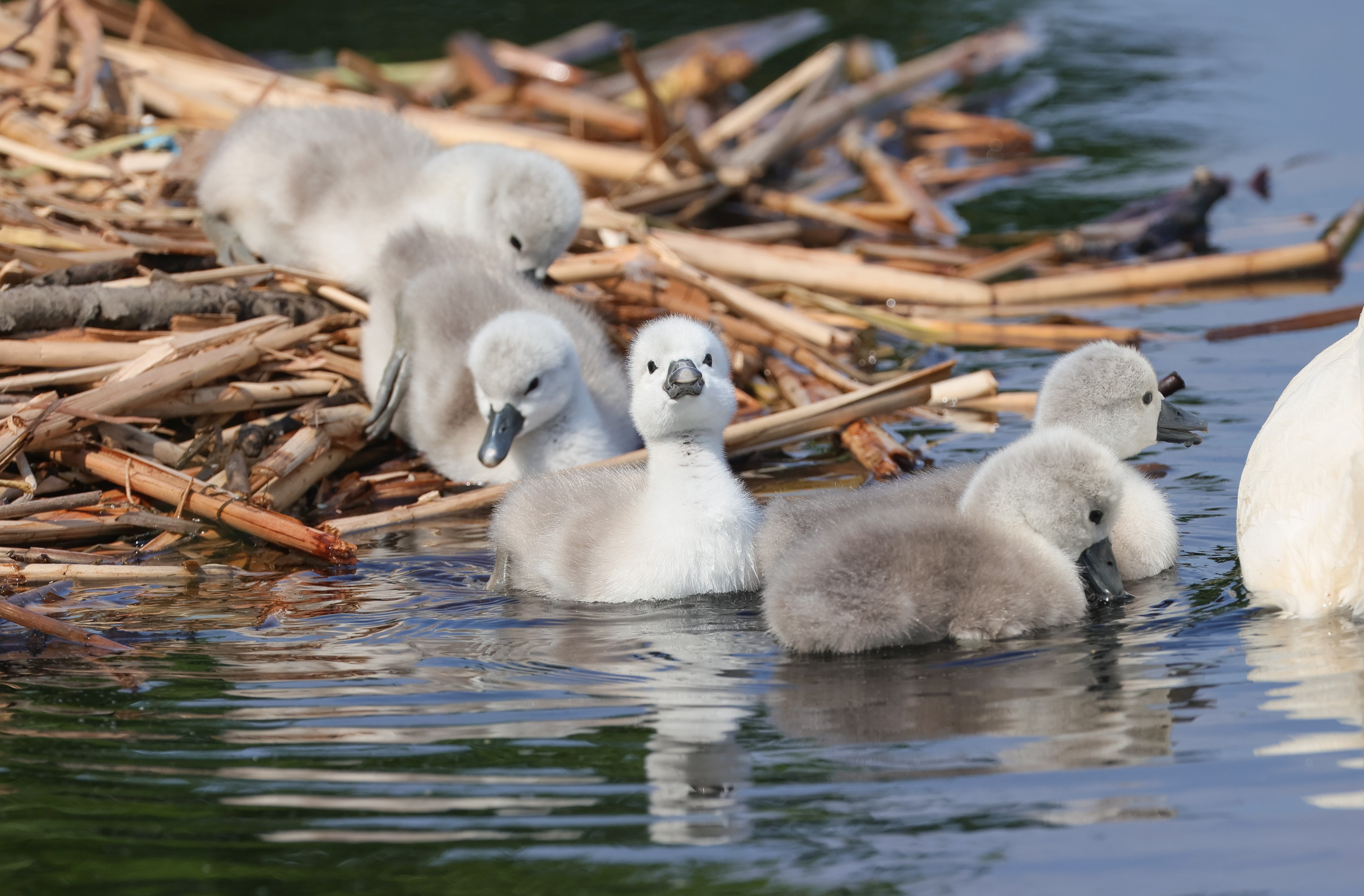 Baby Swans Make Their Debut Along Boston's Charles River – NBC Boston