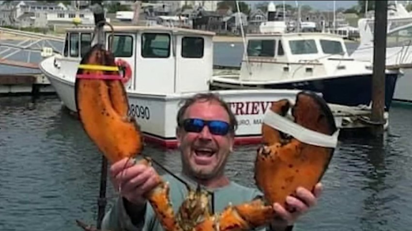 Is Diver's Whale Story a Fish Tale? Some on Cape Are Skeptical