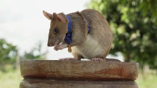 Cambodia Rat Hero Retires