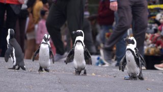 This image released by Netflix shows a scene from the eight-part series “Penguin Town.”