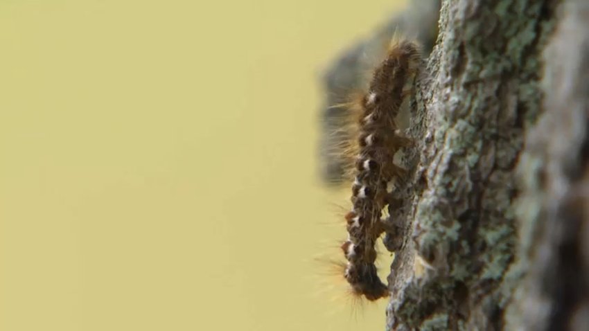 A browntail moth caterpillar in Maine