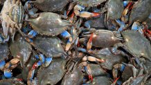 Blue Crabs Migrating to Maine from Chesapeake Bay – NBC Boston