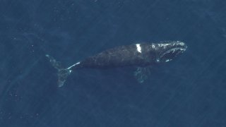A North Atlantic right whale with healed entanglement wounds.