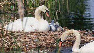 Swans watch over their cygnets on Boston's Charles River near the Esplanade on Wednesday, May 26, 2021.