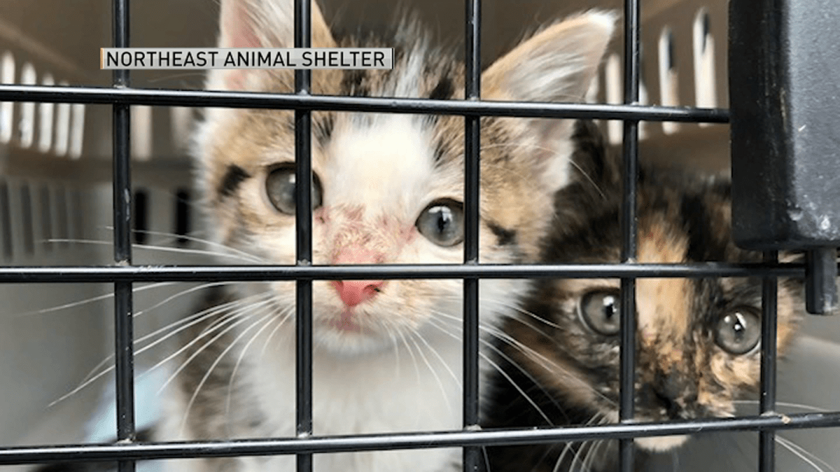 Dozens of Kittens Looking for Forever Homes in Mass – NBC Boston