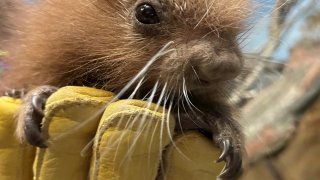 A prehensile-tailed porcupette at the Stone Zoo