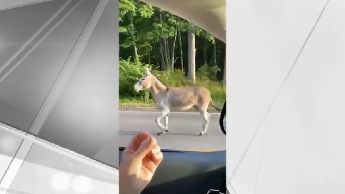 Donkey on the Run in Same RI Town That Dealt with Runaway Steer NBC