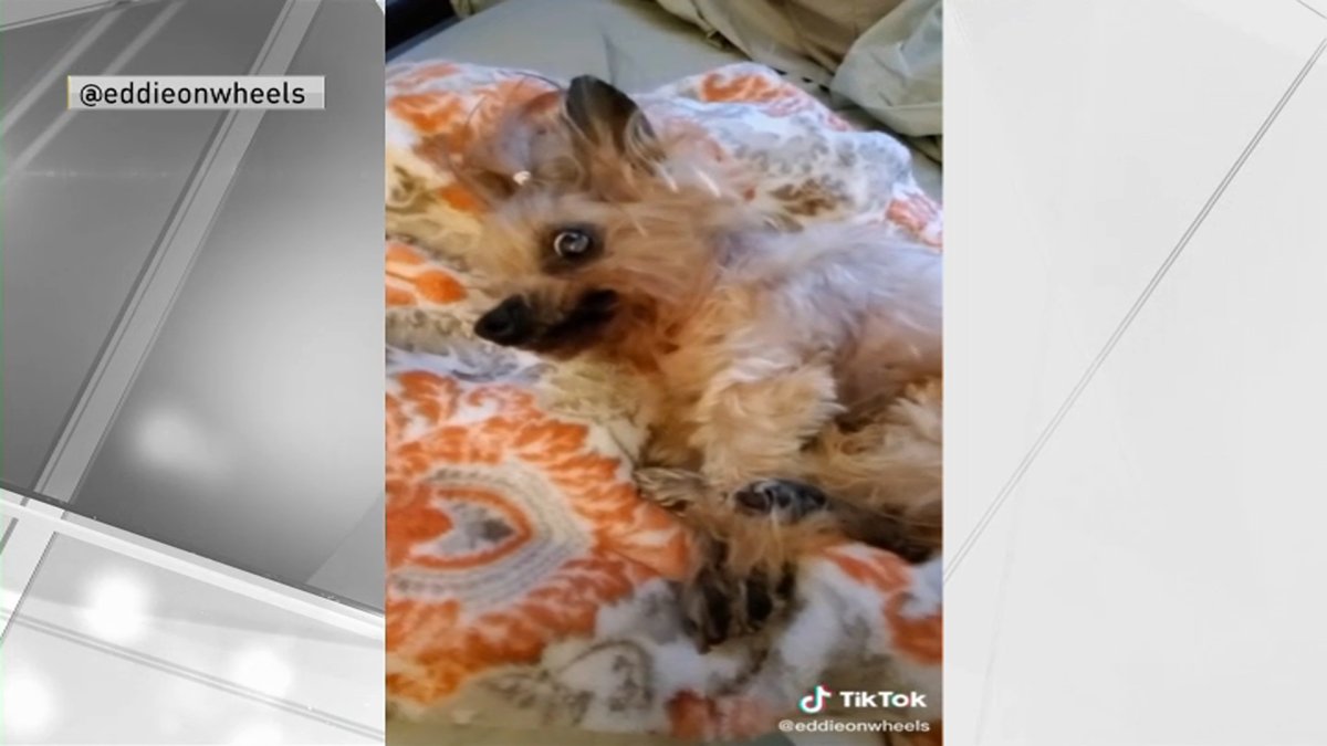 Meet TikTokFamous Dog eddieonwheels, Who Really Hates Mornings NBC