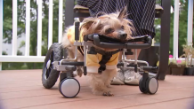 This Rolling Pet Trolley Is Going Viral on TikTok, Because We All Want to  Bring Our Dogs Everywhere