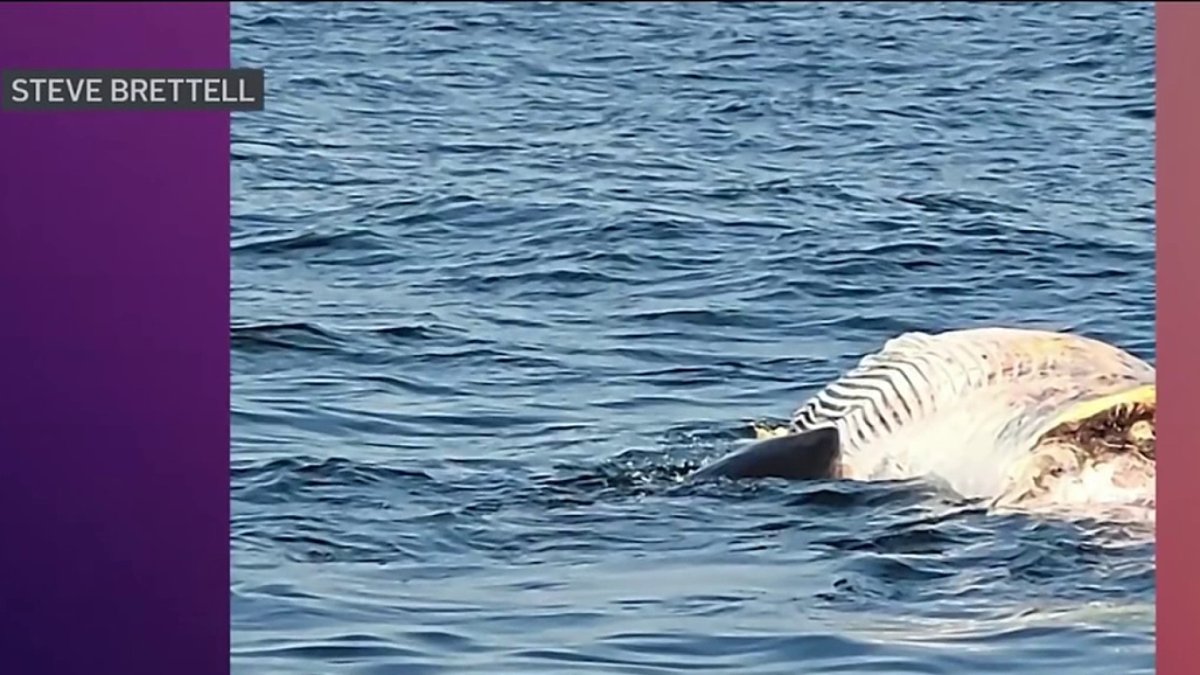 What to Know About the Great White Shark Sighting in Maine NBC Boston