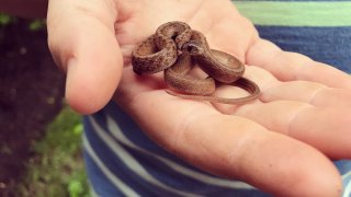 DeKay's Brownsnake