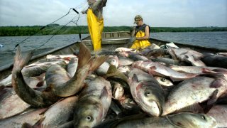 Fishermen use trammel nets to haul in black bighead carp from the Illinois River near Peoria Il.