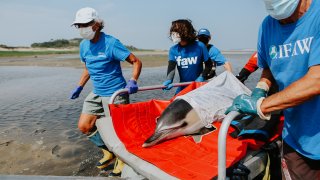 A dolphin is carried back to the water's edge in Cape Cod