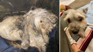 An abandoned dog seen in photos provided by Haverhill police