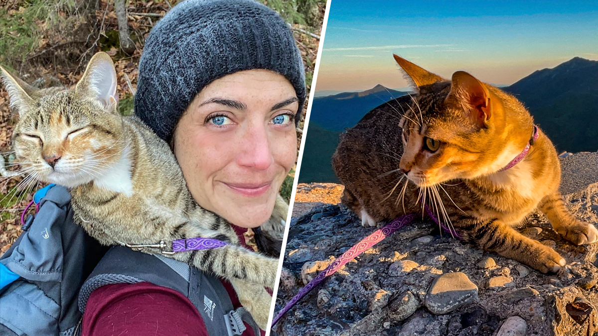 Purrfect Cat Summits New Hampshire’s 48 Tallest Mountains NBC Boston