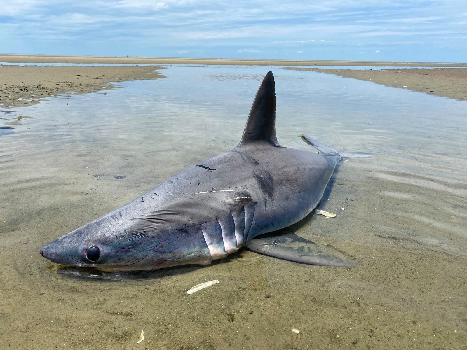 Are There Sharks in the Dead Sea?