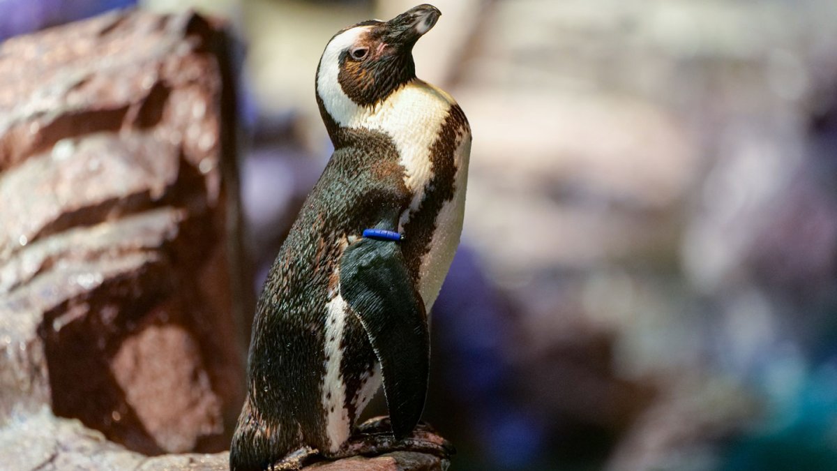 20 Years After the Redesigned Penguin —
