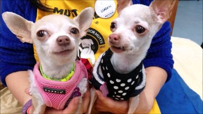 Why You Should Adopt a Senior Dog Over a Puppy