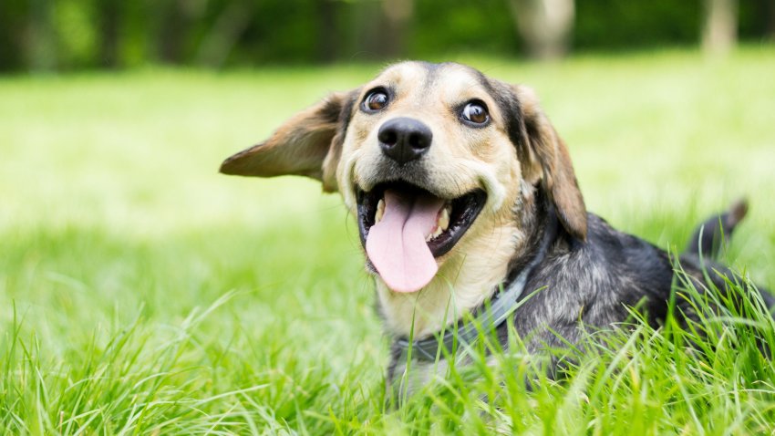 Nominate a Local Hero for the Clear The Shelters: PAWSitively Good Awards!