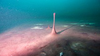 FILE - This June 19, 2019 photo provided by NOAA Thunder Bay National Marine Sanctuary shows purple microbial mats in the Middle Island Sinkhole in Lake Huron, Mich.