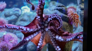 Tatoosh, the giant Pacific Octopus. Photo courtesy of New England Aquarium