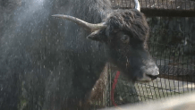 Singi the yak at Stone Zoo