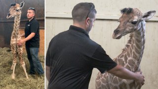 Dolly the giraffe at Southwick's Zoo