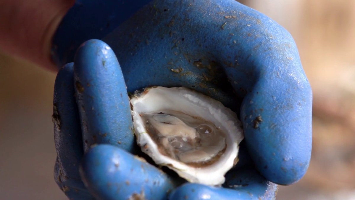 Shucking 101 How to (Successfully!) Shuck an Oyster NBC Boston