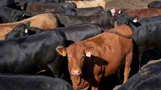 cattle is seen at a feedlot in Columbus, Neb.